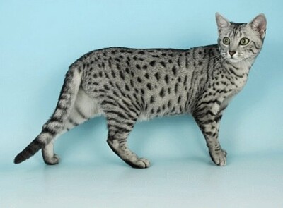 פאזל של Egyptian mau