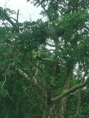 FAUNA EN CANCUN