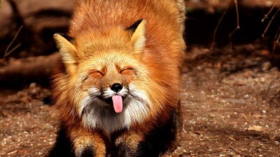 פאזל של Fox funny protruding tongue