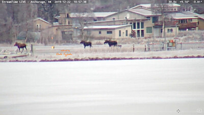 # Moose walk around Lake Hood Sea Plane Base