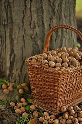 nueces