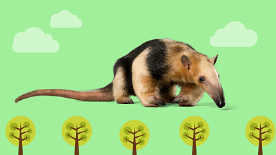 פאזל של TAMANDUA