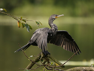 Cormorano neotropicale