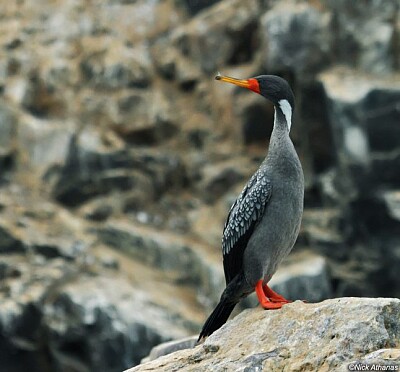 Cormorano zampe rosse