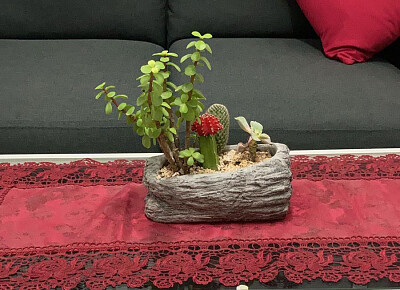 Succulents in a small pot