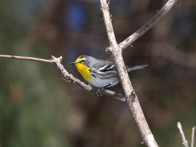 Parula di grace