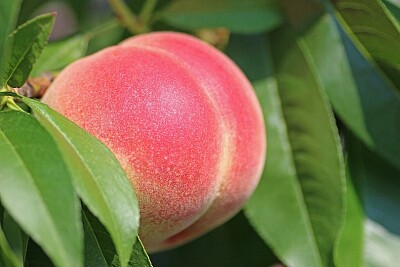 פאזל של peach