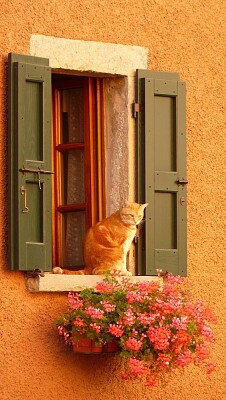 gato en la ventana