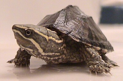 פאזל של Sternotherus odoratus