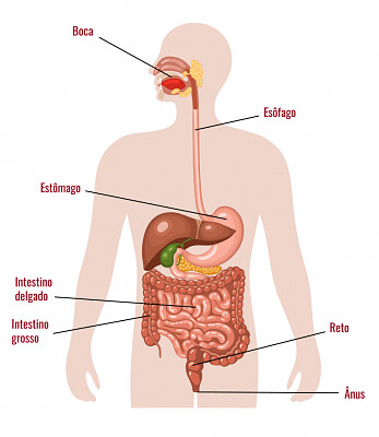 Sistema digestÃ³rio