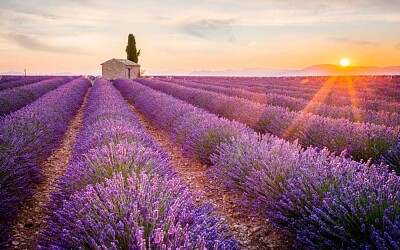 פאזל של lavanda