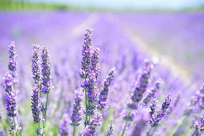 פאזל של lavanda