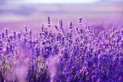 פאזל של lavanda