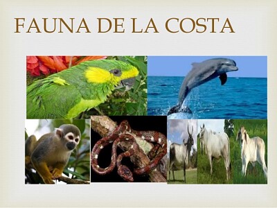 fauna jigsaw puzzle