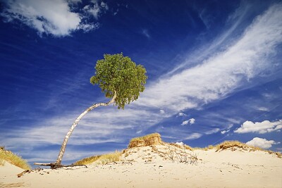 Ãrvore no deserto