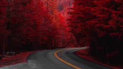 Floresta vermelha