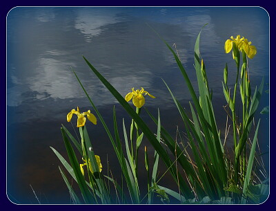 Iris jaunes de marais