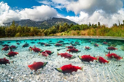 Alaska jigsaw puzzle