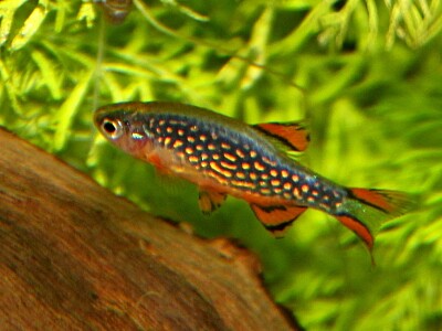 פאזל של Danio margaritatus