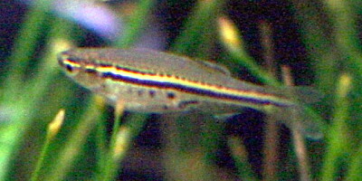 Danio nigrofasciatus