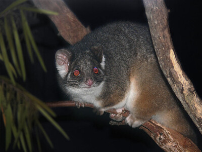 פאזל של Possum ring tailed