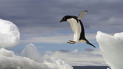פאזל של pinguino