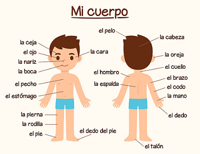 El cuerpo humano. jigsaw puzzle