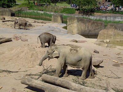 פאזל של Im Zoo