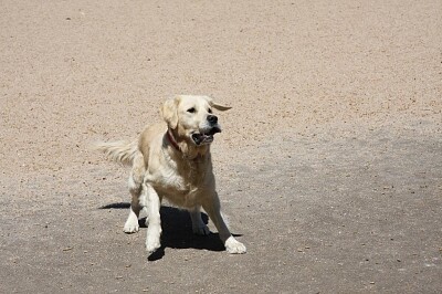 Jess waiting for the Ball