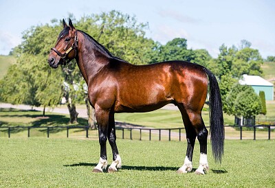 standardbred