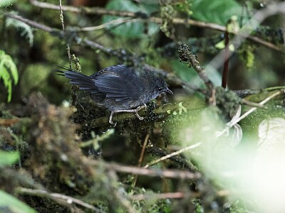 Tapaculo ash-colored