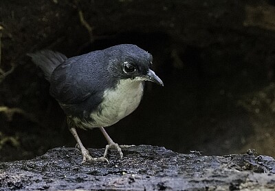 Tapaculo bahia