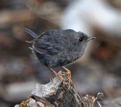 Tapaculo scuro