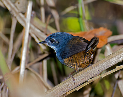 Tapaculo white breasted