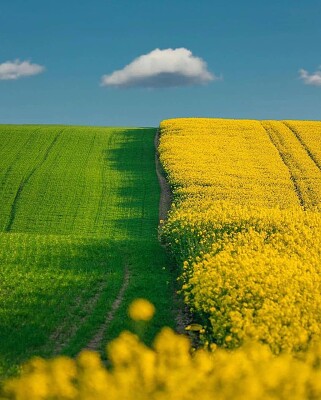 Campo verde e amarelo