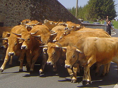 פאזל של Bouvillons en Aveyron, France