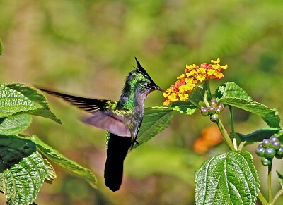 פאזל של Colibrì crestato