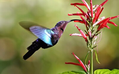 פאזל של Colibrì dei caraibi golapurpurea