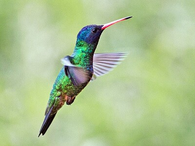 Colibrì testa blu