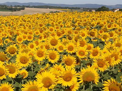 Champ de tournesol, Tarn