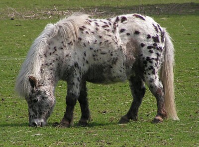 Ponei Shetland