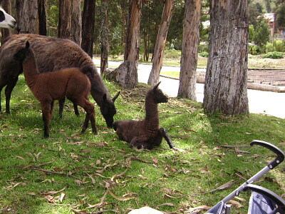 llamas