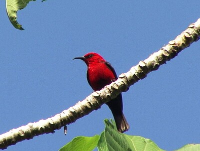 Myzomela cardinal