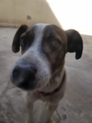 Mi perro