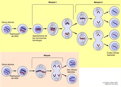 MITOSIS VS MEIOSIS jigsaw puzzle