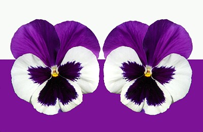 purpura