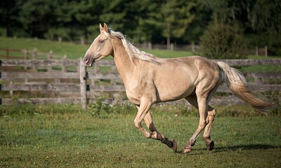 Tennessee Walking jigsaw puzzle