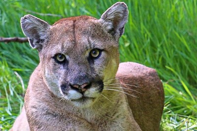 N.S cougar. jigsaw puzzle