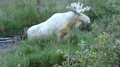 פאזל של Rare White Mooses, nova scotia