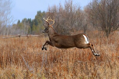 פאזל של Running Buck, Nova Scotia